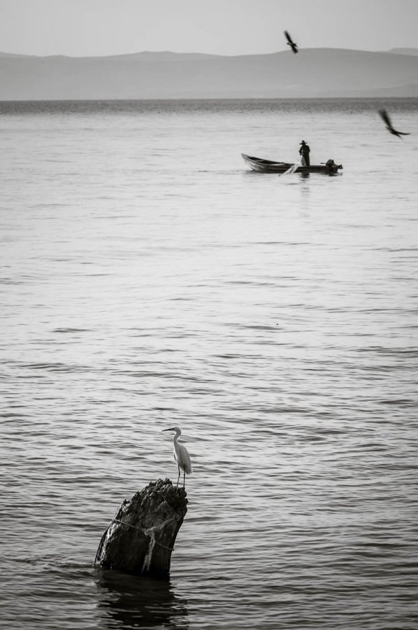 Egrets and man fishing at Lake Chapala, Mexico.