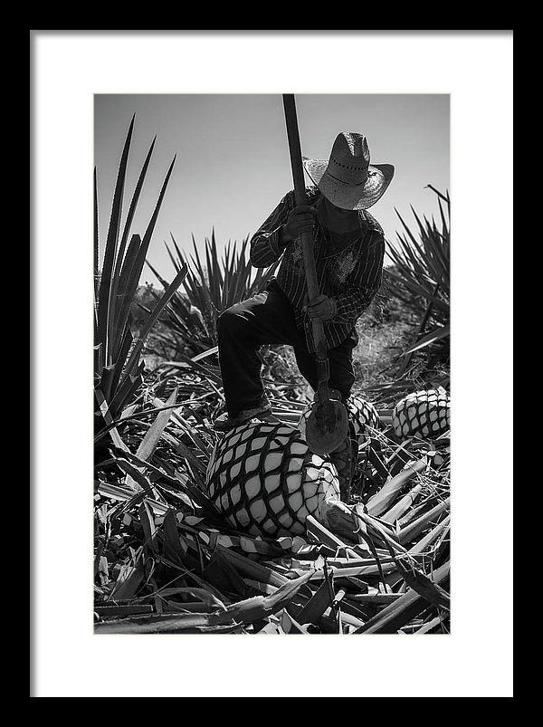 Fine art print of a jimador harvesting agave piñas in Arandas, Jalisco, Mexico