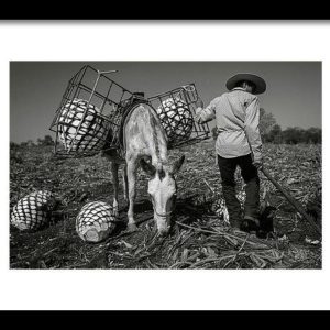 Jimador and a mule in an agave field, framed print