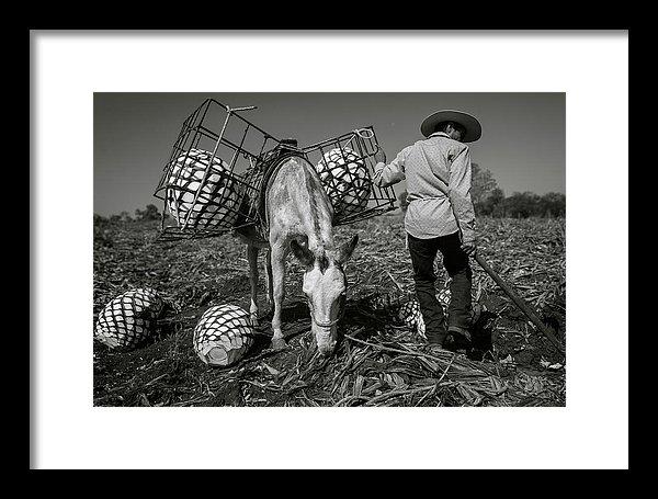 Jimador and a mule in an agave field, framed print