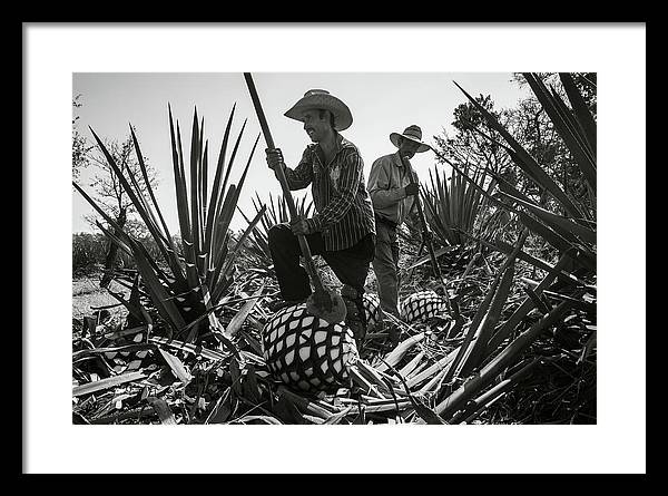 Framed fine art print of jimadores in a tequila field in Mexico