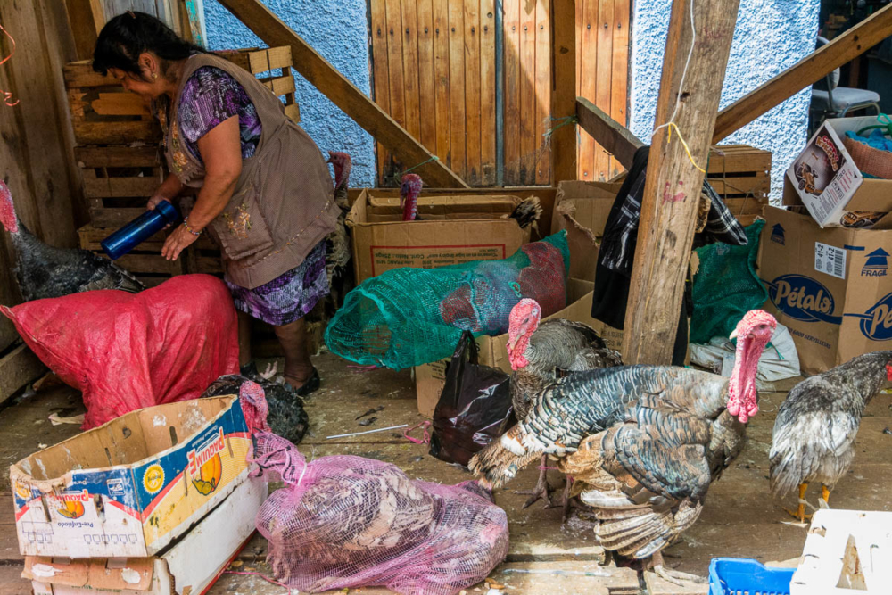 Turkeys in an outdoor market in San Cristóbal de las Casas, Chiapas