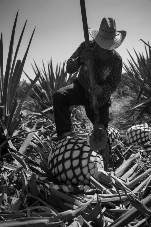 Jimador Harvesting Agave Piñas in the Jalisco Highlands