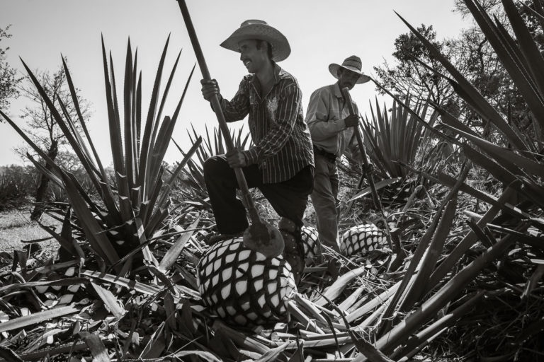 Jimadores in a Tequila Field in Arandas, Mexico