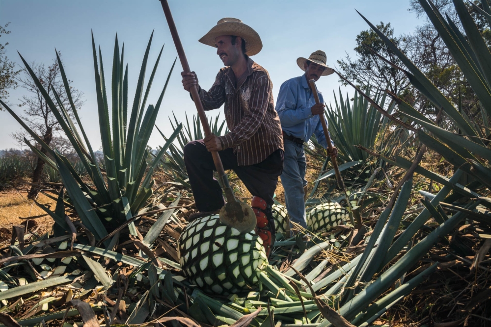 Jimadores jimar agave piñas for Tequila Cazadores in Arrandas, Jalisco, Mexico.
