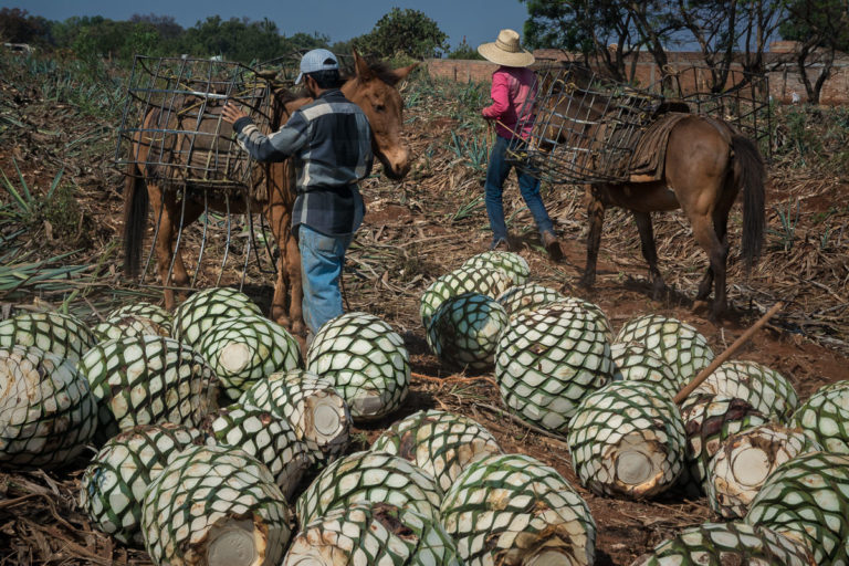 Jimadores & Agave Piñas