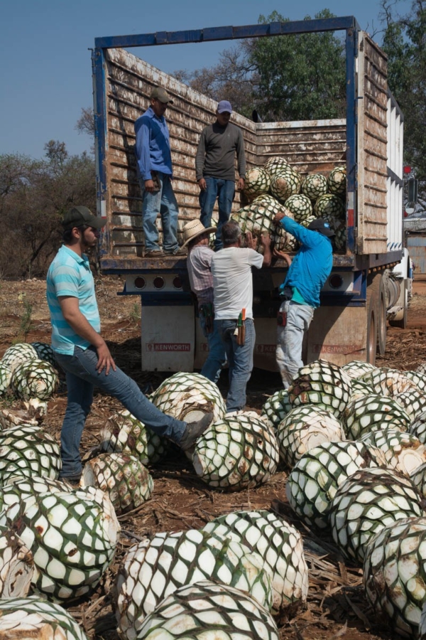 Workers loading agave piñas onto a truck before being taken to the Tequila Cazadores distillery in Arrandas, Jalisco, Mexico.