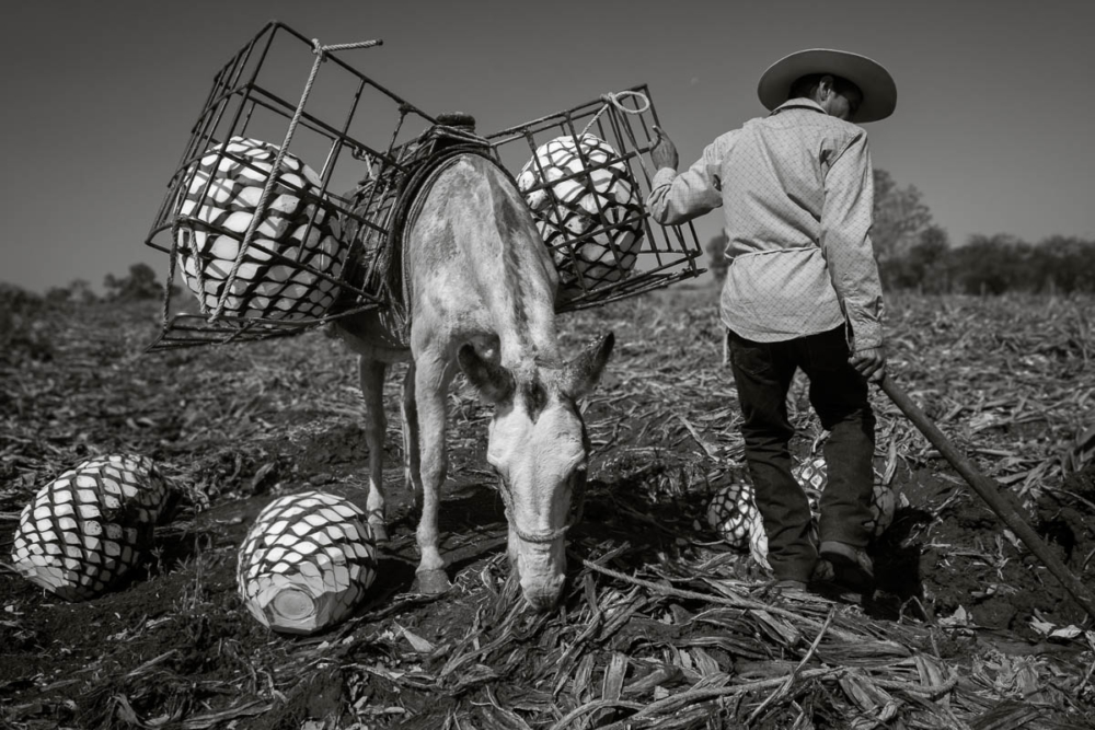 A jimedor unloads agave piñas from a horse in Arrandas, Jalisco, Mexico.