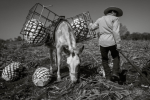 Tequila Jimador and Mule Moving Agave Piñas