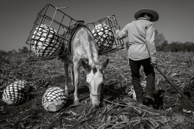 Tequila Jimador and Mule Moving Agave Piñas