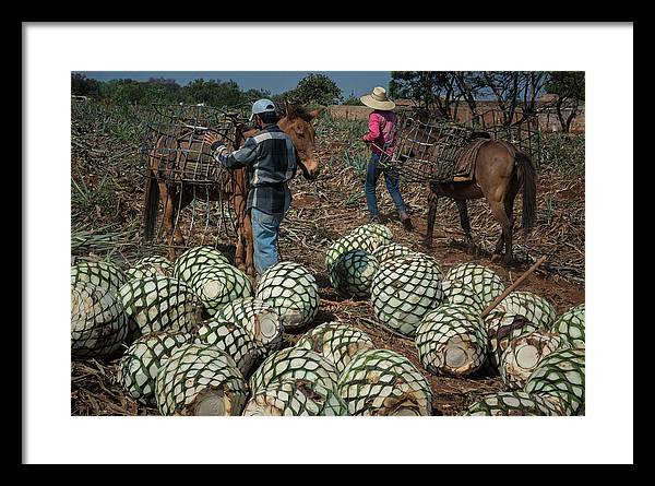Fine art print of jimadores in a tequila field in Mexico