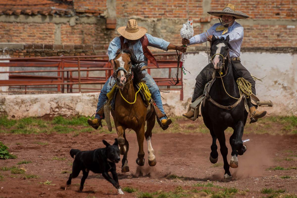 Events at the bullring during the Día del Charro include the game of "chicken." Two cowboys on horses start off standing still, both clutching a baton dressed up as a chicken.