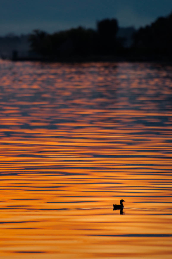 Duck on the lake during sunset.