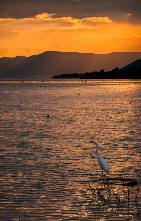 Great egret fishing at Lake Chapala, Mexico.