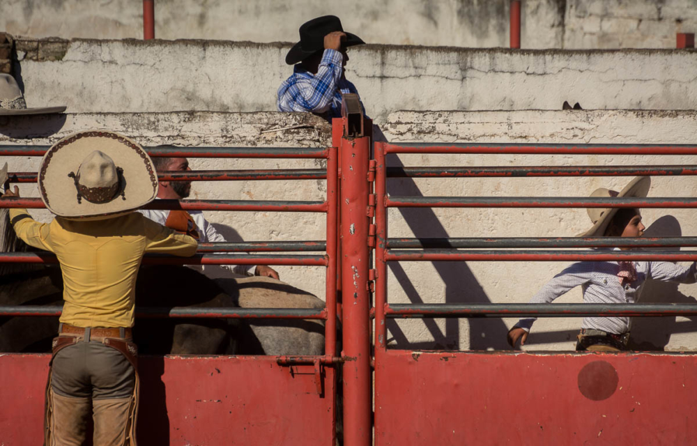 Cowboys preparing a bull for riding on the Day of the Cowboy in Ajijic, Mexico.