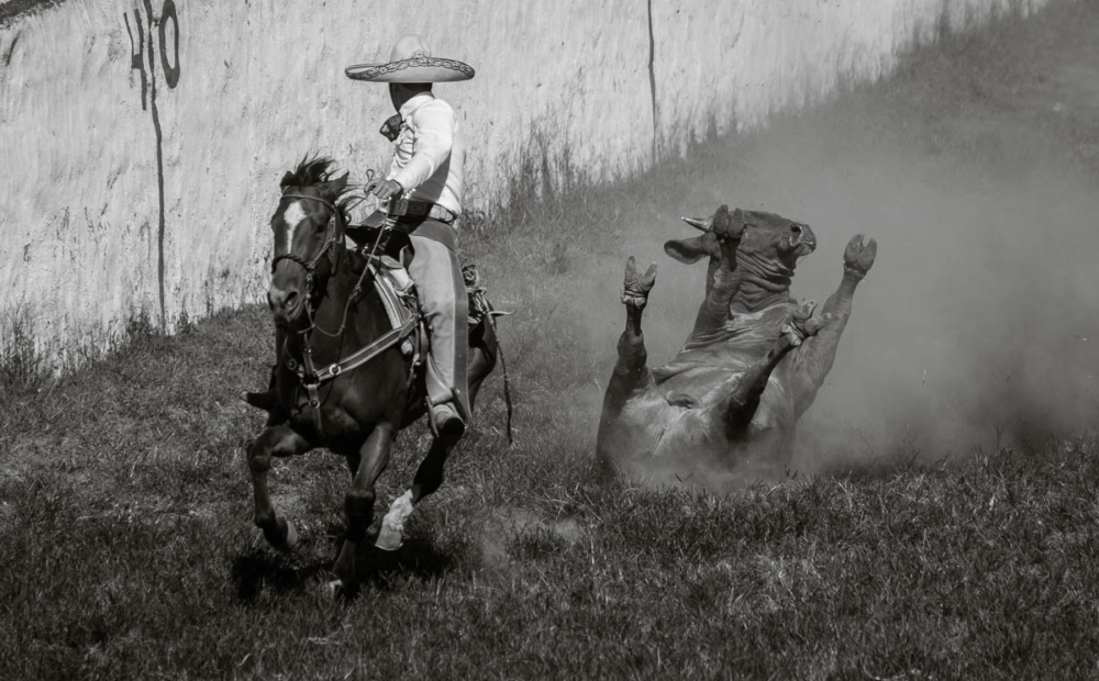Bull skidding on its back after being flipped during a charrería competition.