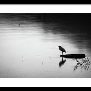 Egret Fishing on Lake Chapala Framed Print