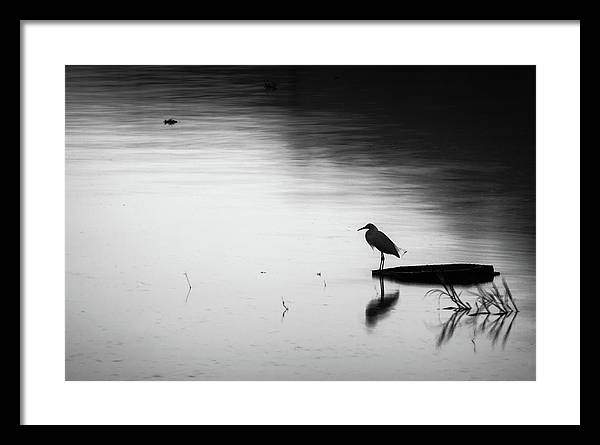 Egret Fishing on Lake Chapala Framed Print