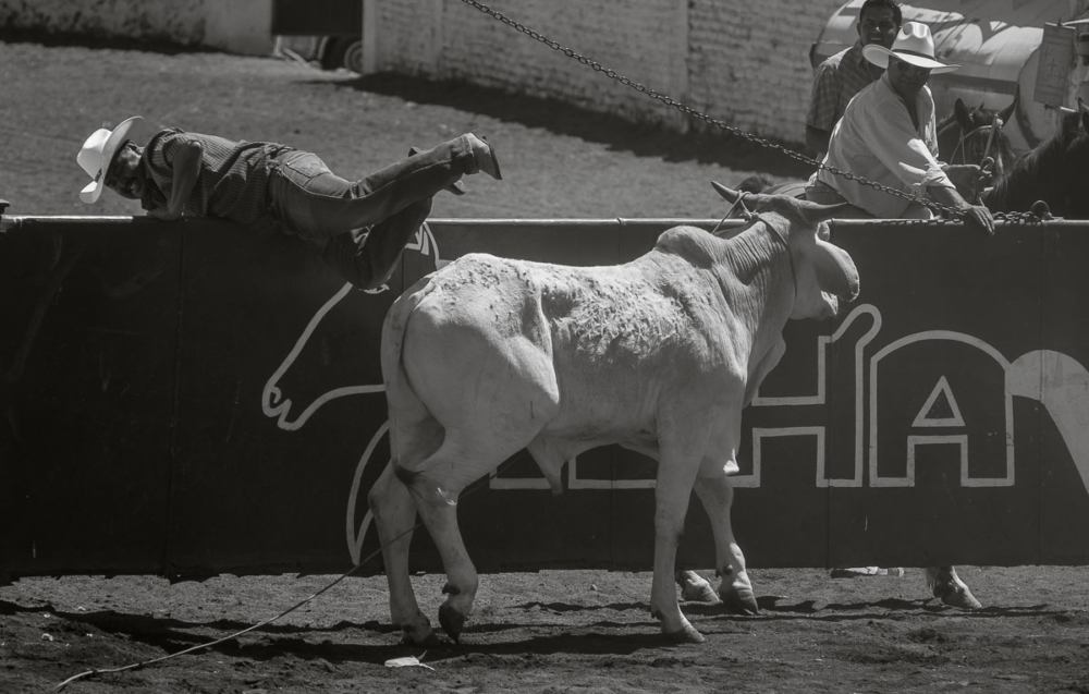 A cowboy jumps a wall due to a charging bull during the fiestas taurinas in Ajijic, Jalisco.