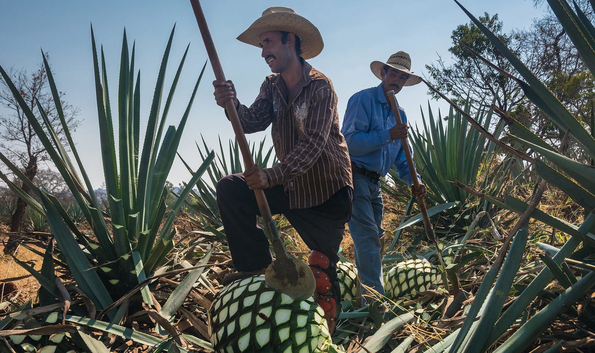 Jimadores In Arandas Jalisco Fine Art Photography Of Mexico