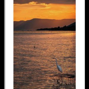 Framed fine art photography print of an egret at Lake Chapala, Mexico, by Dane Strom