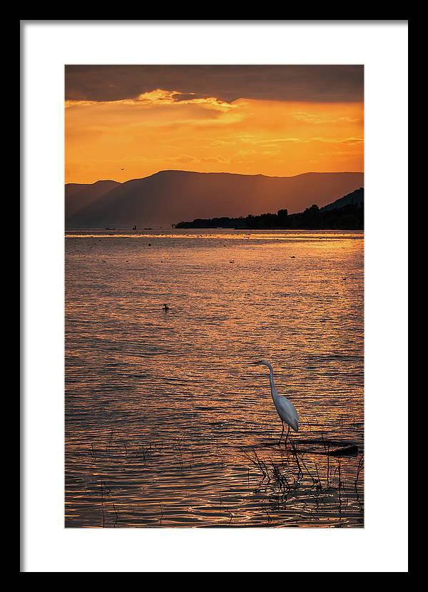 Framed fine art photography print of an egret at Lake Chapala, Mexico, by Dane Strom