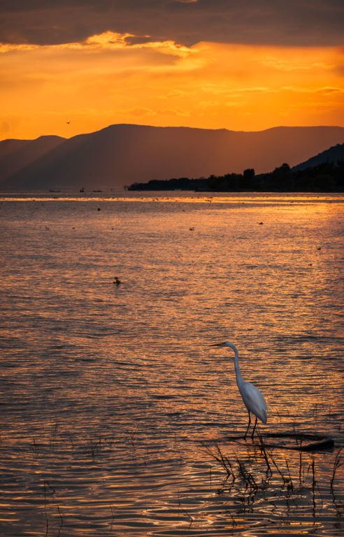 Egret at Lake Chapala I